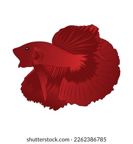 Betta Red Halfmoon Vector Ilustración sobre fondo blanco