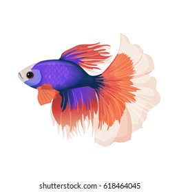 Betta small colorful, freshwater ray-finned fish realistic vector illustration