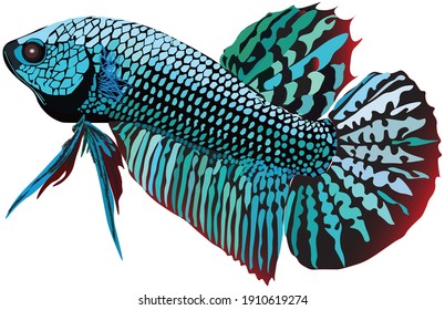 Betta splendens with amazing color and  scale. Vector illustration of fighting fish with blue color and red tail isolated