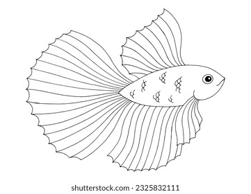 Betta splendens fish graphic black white isolated illustration vector