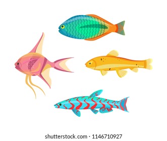 Betta splendens fish types set. Tropical and marine cold-blooded limbless animals. Water dwellers with gills and fins, isolated on vector illustration