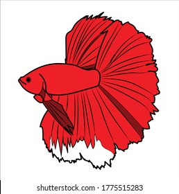 Betta splendens in red vector with black line. Stock illustration isolated on a white background. Beautiful red aquarium fish from the sea. Thai fish in cartoon drawing for a children's book or menu