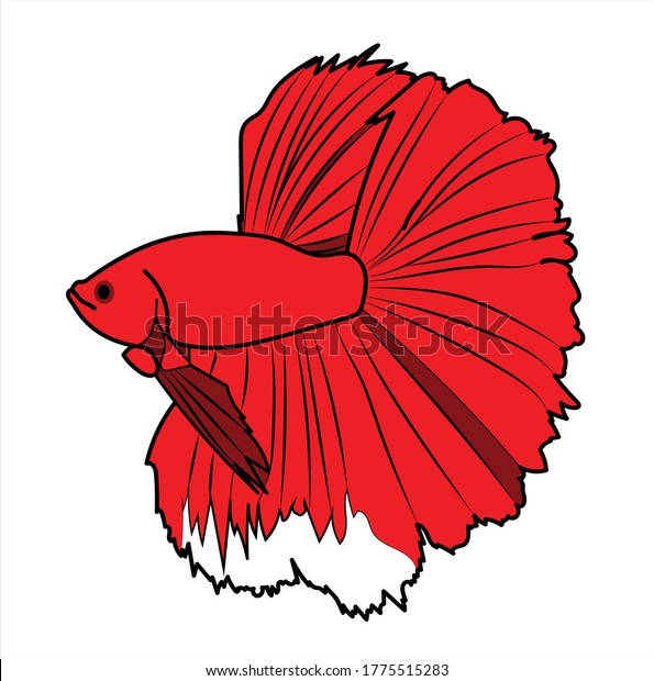 赤いベクター画像に黒い線とbetta Splends 白い背景にストックイラスト 海の美しい赤い水族館魚 子ども向けの本やメニューの漫画の絵にタイの魚 のベクター画像素材 ロイヤリティフリー