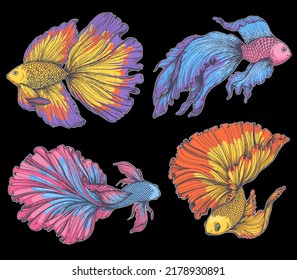 Betta splendens set. Ilustración vectorial dibujada a mano. Luchando contra la recolección de peces. Pescado de acuario decorativo. Aislado sobre objetos negros