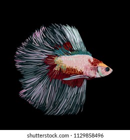 Betta splendens, Siamese fighting fish, on black background, vector illustration