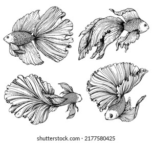 Betta splendens sketch  Hand drawn vector illustration  Fighting fish sketch collection  Decorative aquarium fish 