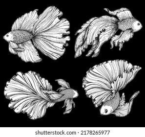 Betta splendens sketch. Hand drawn vector illustration. Fighting fish sketch collection. Decorative aquarium fish.