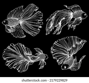 Betta splendens sketch. Hand drawn vector illustration. Fighting fish sketch collection. Decorative aquarium fish.