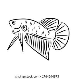 Betta Wild Line Art Minimalist Vector