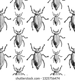 bettle seamless pattern isolated on white background