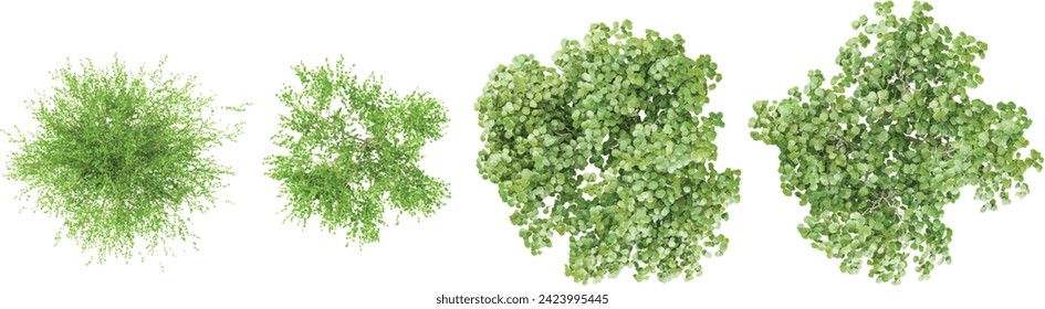 Betula nana,Corylus avellana Trees from the top view isolated white background