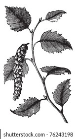 Betula papyrifera  also known as Paper Birch tree leaves vintage engraving. Old engraved illustration of Paper Birch, leaves isolated on a white background.