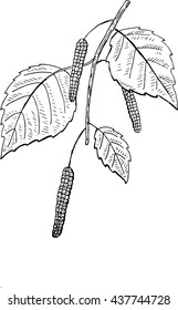 betula pendula pattern