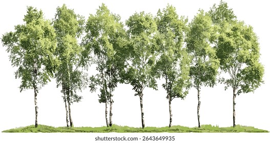 Betula pendula e Populus alba isolaram recorte de árvore, ilustração vetorial, espécies de floresta temperada, folhas verdes, ecológico, botânico, troncos de árvores, natureza selvagem.