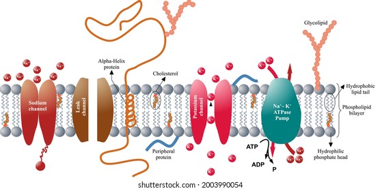 876 Plasma membrane Stock Vectors, Images & Vector Art | Shutterstock