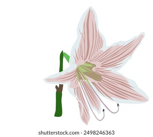 Beutifull jersey lily fowers illustration. Good for logo,template etc. 