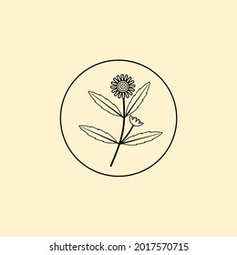Bhringraj logo design, Eclipta Alba or Eclipta Prostrata, also known as False Daisy is an effective herbal medicinal plant in Ayurvedic medicine. vector illustration.
