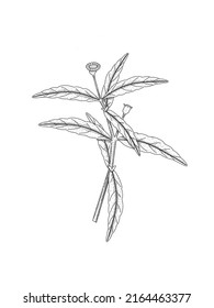 Bhringraj Sketch o Eclipta Alba o Eclipta Prostrata, también conocida como Falso Daisy, es una planta medicinal herbaria eficaz en la medicina ayurvédica. ilustración vectorial.