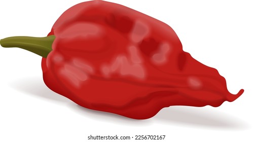 Bhut Jolokia pimientos de chile fantasma. Naga jolokia. U-morok. Capsicum chinense. Pimienta picante. Pimienta chile. Verduras frescas, orgánicas, crudas, veganas. Ilustración vectorial aislada en fondo blanco.