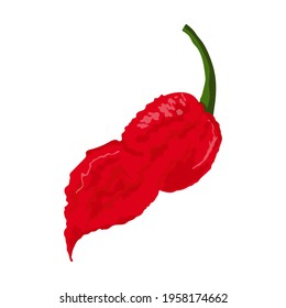 Bhut Jolokia Hot Pepper. Vector stock illustration on isolated white background.