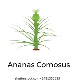 Biannual tropical plant ananas comosus icon