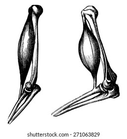 Die Bizeps vor und nach der Kontraktion, Vintage graviert Illustration. La Vie dans la nature, 1890.