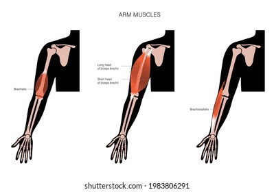 Biceps, brachioradialis and brachialis anatomical poster. Human muscular system and skeleton parts. Bones and joints in male silhouette. Medical flat vector illustration of hand for clinic or hospital