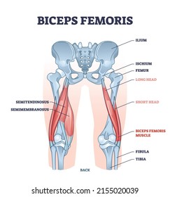 Biceps femoris muscle with human leg and thigh structure outline diagram. Labeled educational medical physiology scheme with detailed bone anatomy vector illustration. Hamstrings muscular system.