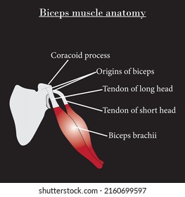 Biceps Muscle Anatomy Diagram,orogins Of Biceps,tendon Of Long Head,tendon Of Short 
Head And Biceps Brachii.Study Content For Biology And Medcine Students.Vector Illustration.