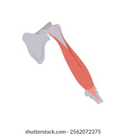 Biceps Muscle, Human Body Part Illustration