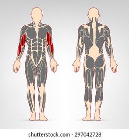 Biceps muscles. Fitness training, man muscles workout.