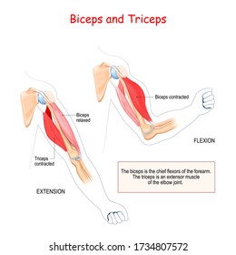 biceps and triceps. Antagonist muscles. The biceps is the chief flexors of the forearm. The triceps is an extensor muscle of the elbow joint. 