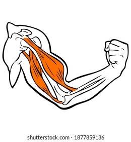 Bicep Drawing Images, Stock Photos & Vectors | Shutterstock