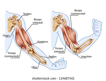 Biceps, Triceps - movement of the arm and hand muscles - board