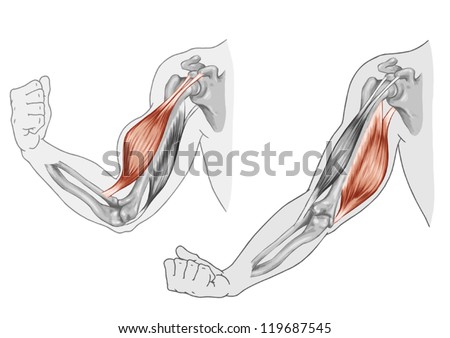 Biceps, Triceps - movement of the arm and hand muscles - Black White