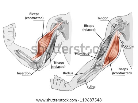 Biceps, Triceps - movement of the arm and hand muscles Ã¢Â?Â? board - Black White