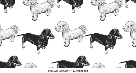 Bichon and Dachshund. Seamless pattern with cute puppies. Home pets isolated. Sketch. Vector illustration art. Realistic portraits of animal. Vintage. Black and white hand drawing of dogs.