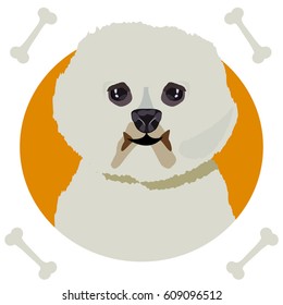 Bichon frise