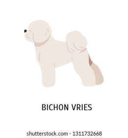 Bichon Frise. Adorable funny purebred companion or toy dog isolated on white background. Gorgeous domestic animal or pet with curvy coat. Colorful vector illustration in flat cartoon style.