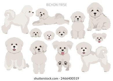 Bichon frise clipart. Different coat colors and poses set.  Vector illustration