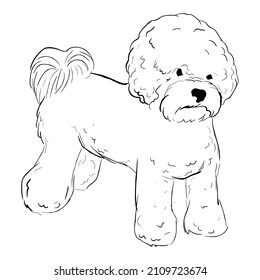 Bichon Frise dog isolated on white background. Hand drawn dog breed vector sketch.