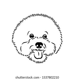 Bichon Frise dog - isolated vector illustration