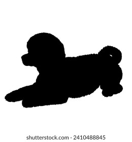 Bichon Frise Dog on the move. Dog in different poses. jumps runs. The dog is sitting. The dog is lying down playing