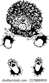 Bichon frise fluffly dog ripped graphic drawing EPS vector art
