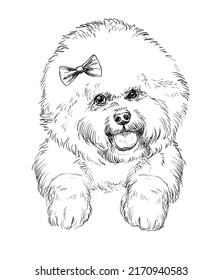 Bichon Frise hand drawing dog vector isolated illustration on white background. Cute realistic funny dog looking into the camera. For print, design, T-shirt, sublimation, decor, coloring, poster, card