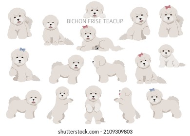 Bichon frise Teacup clipart. Different coat colors and poses set.  Vector illustration