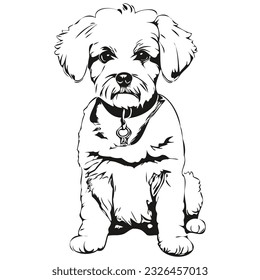 Bichons Frise dog engraved vector portrait, face cartoon vintage drawing in black and white