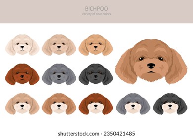 Bichpoo, Poochon clipart. Bichon Frise Poodle mix. Different coat colors set.  Vector illustration