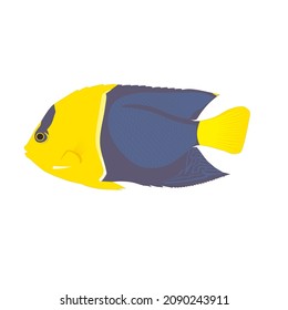 bicolor fish vector drawing illustration