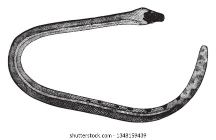Bicolored sea snake is found in the waters of the Pacific Ocean especially in the vicinity of Tahiti, vintage line drawing or engraving illustration.